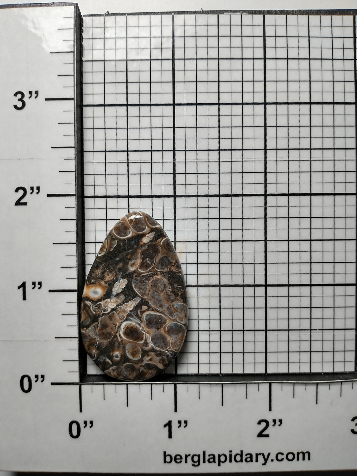 Turritella Agate Fossil Cabochon Medium