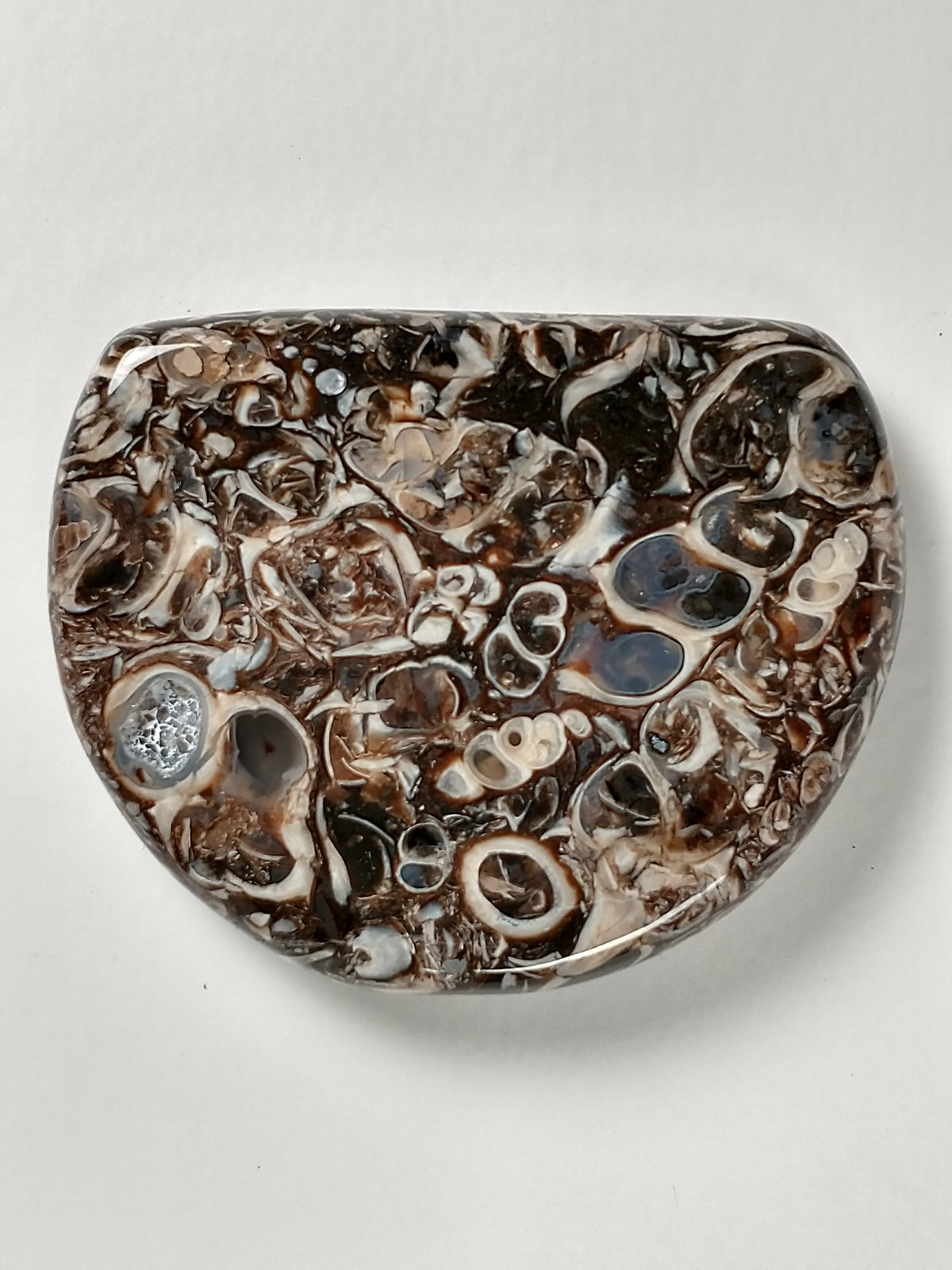 Turritella Agate Fossil Cabochon Medium