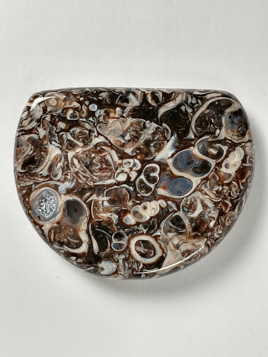 Turritella Agate Fossil Cabochon Medium
