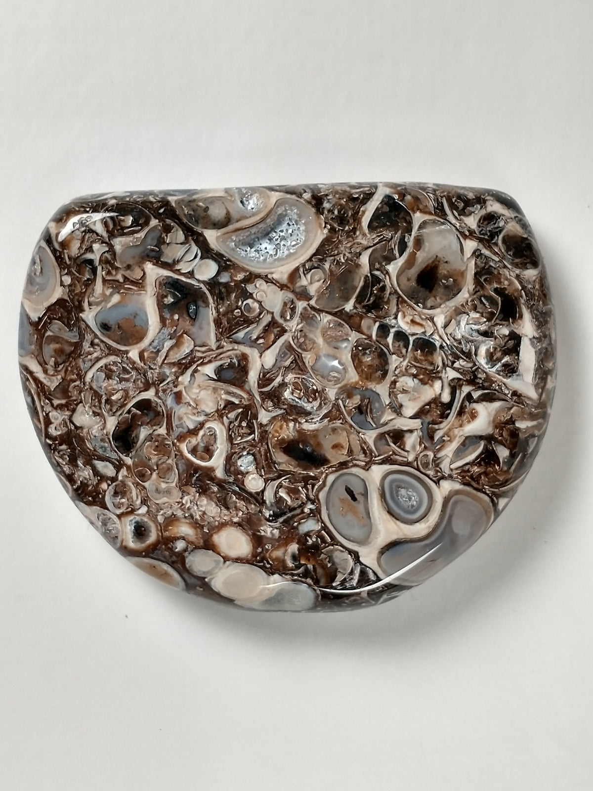Turritella Agate Fossil Cabochon Medium