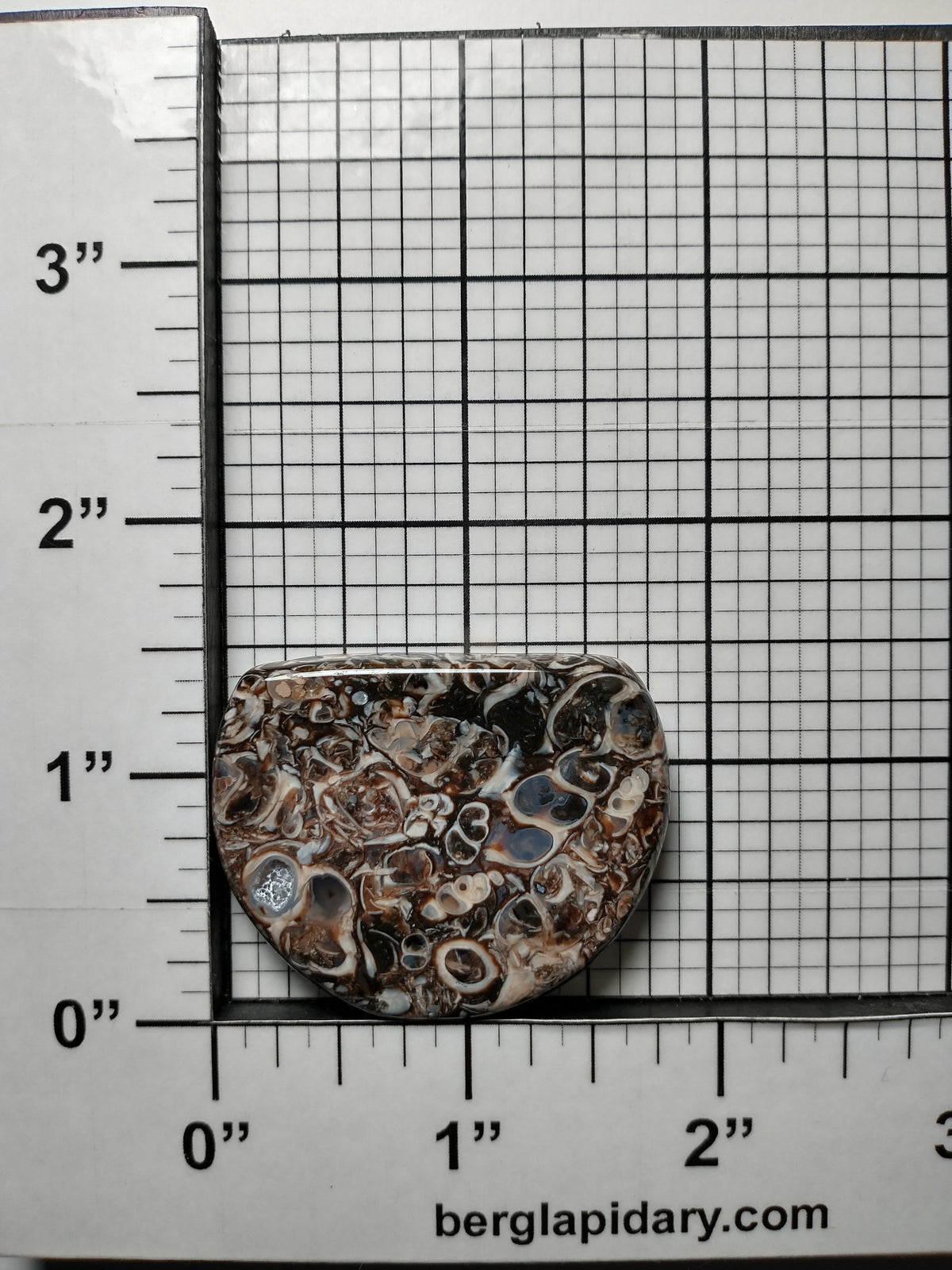 Turritella Agate Fossil Cabochon Medium