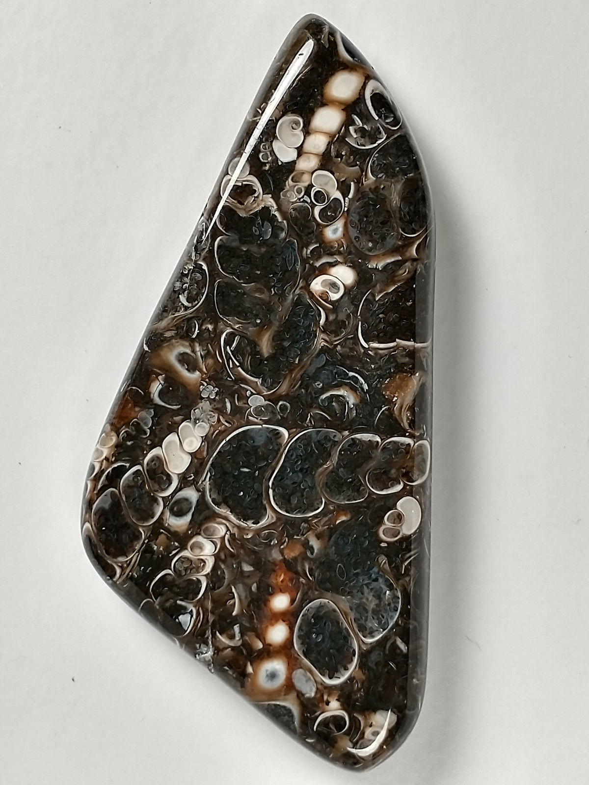 Turritella Agate Fossil Cabochon Medium