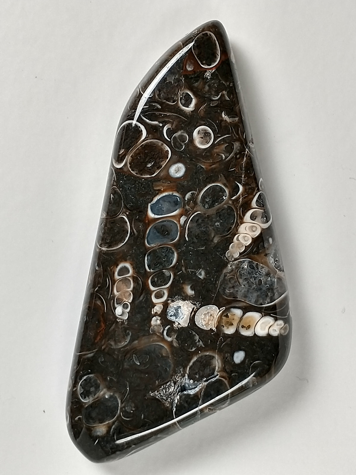 Turritella Agate Fossil Cabochon Medium