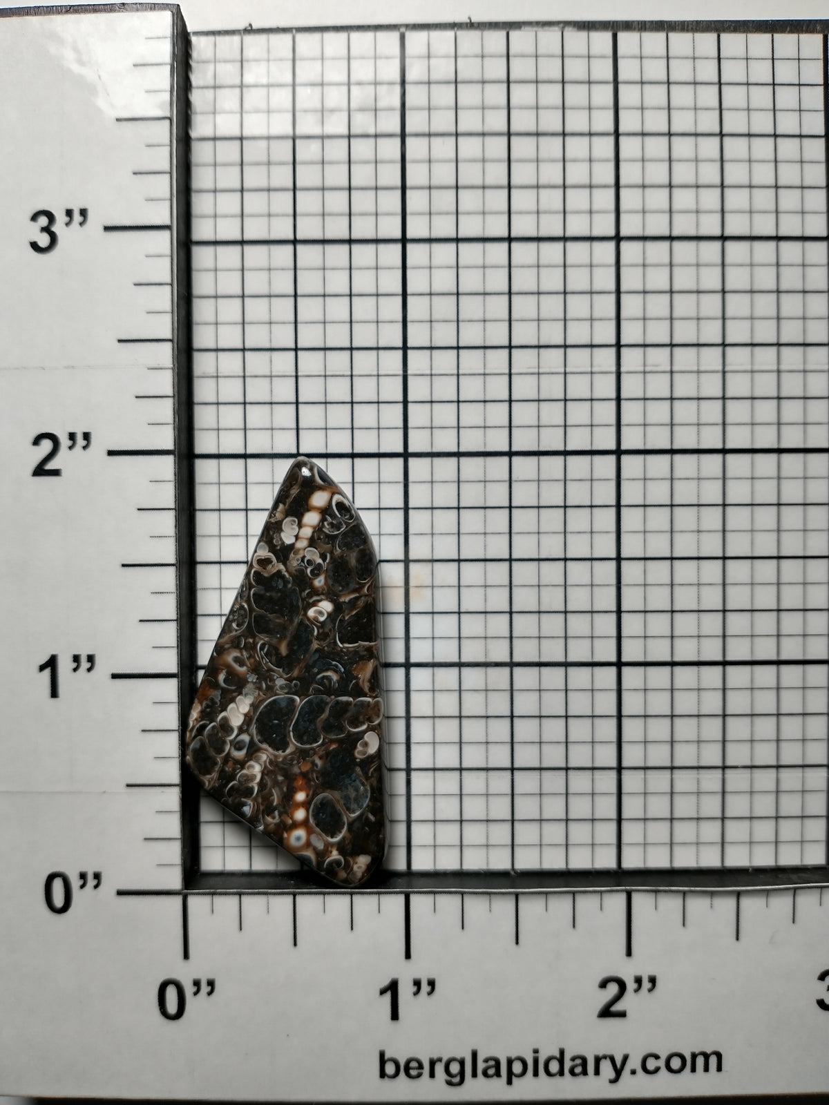 Turritella Agate Fossil Cabochon Medium