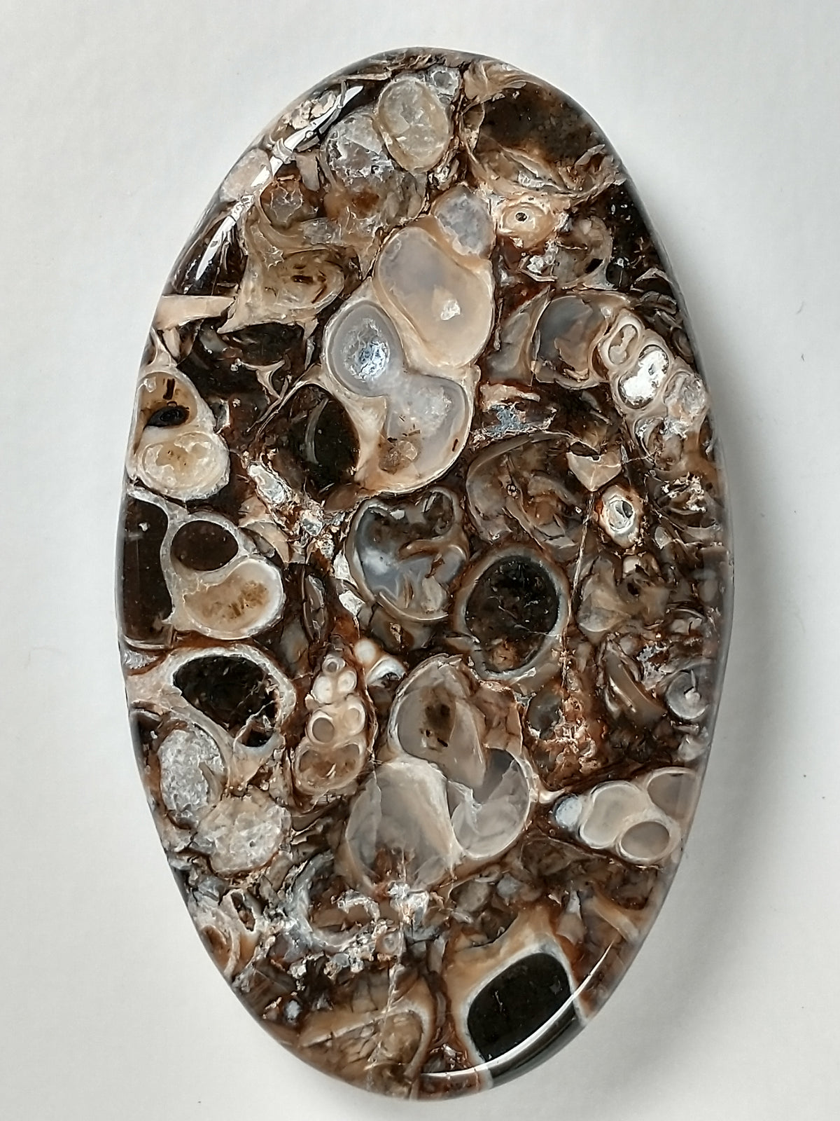 Turritella Agate Fossil Cabochon Large