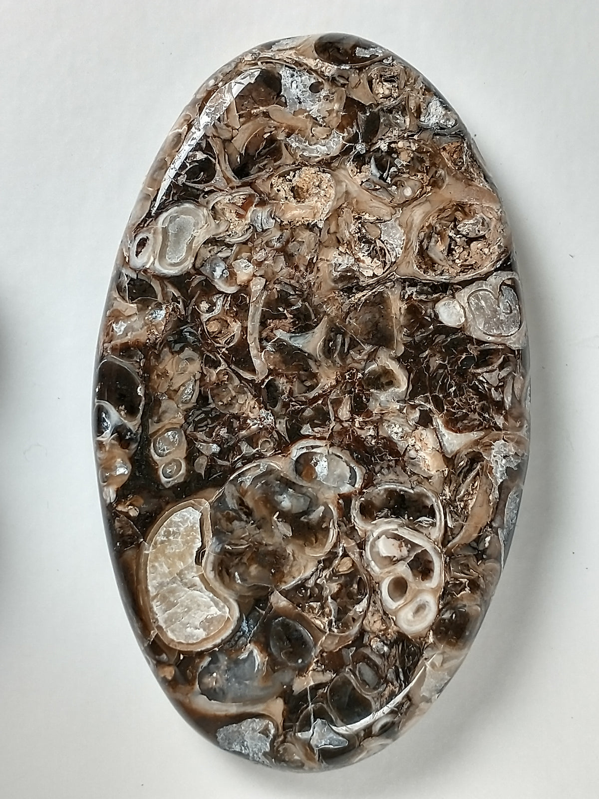 Turritella Agate Fossil Cabochon Large