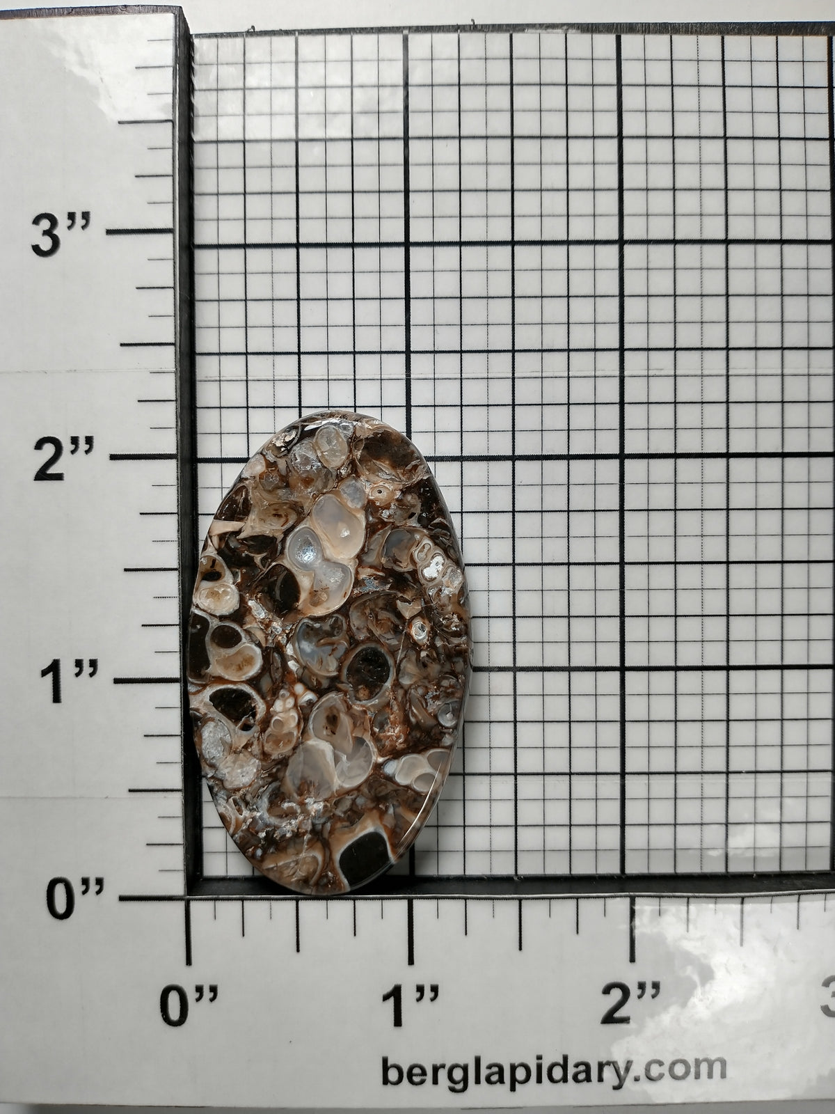 Turritella Agate Fossil Cabochon Large