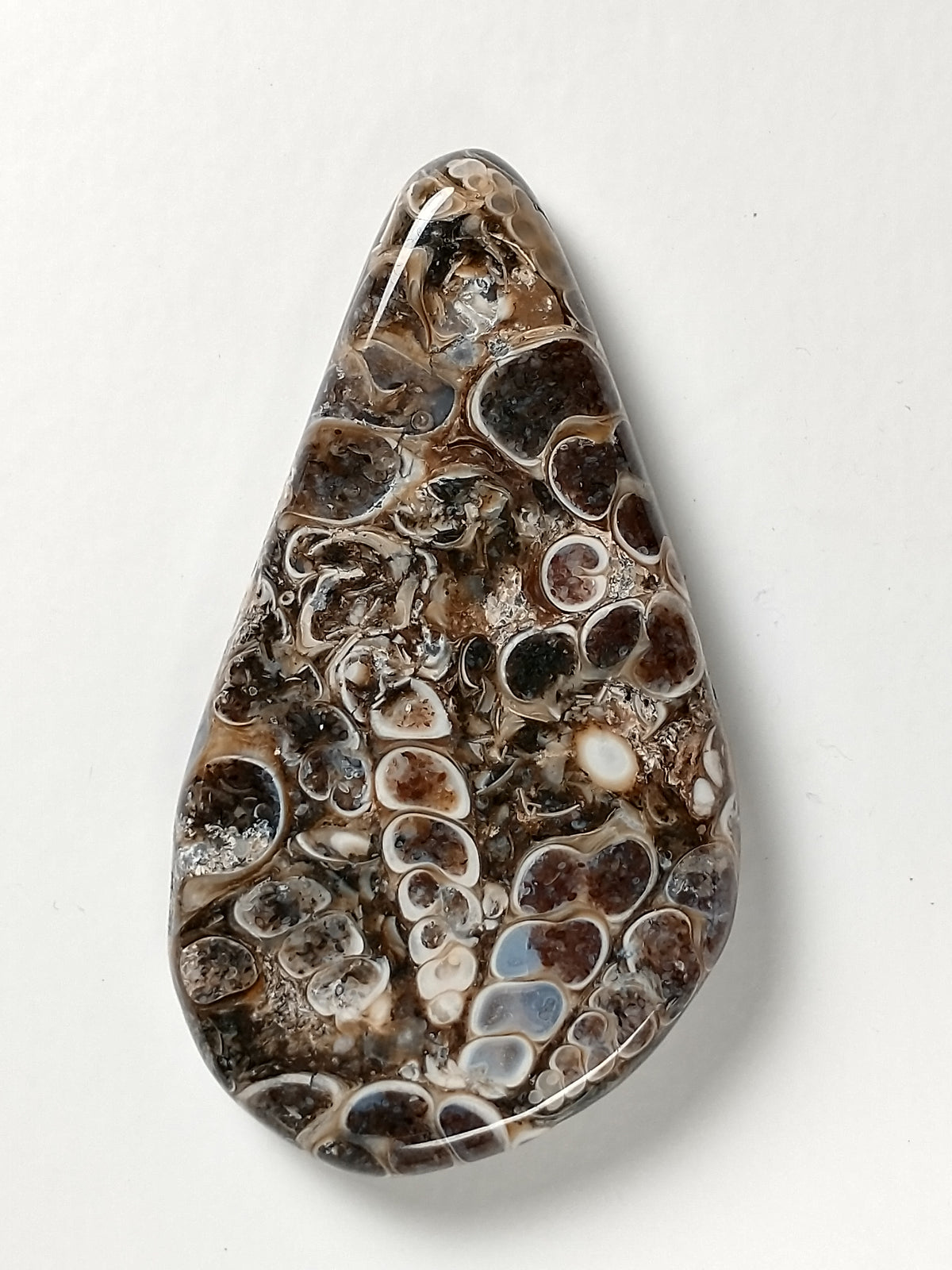 Turritella Agate Fossil Cabochon Large
