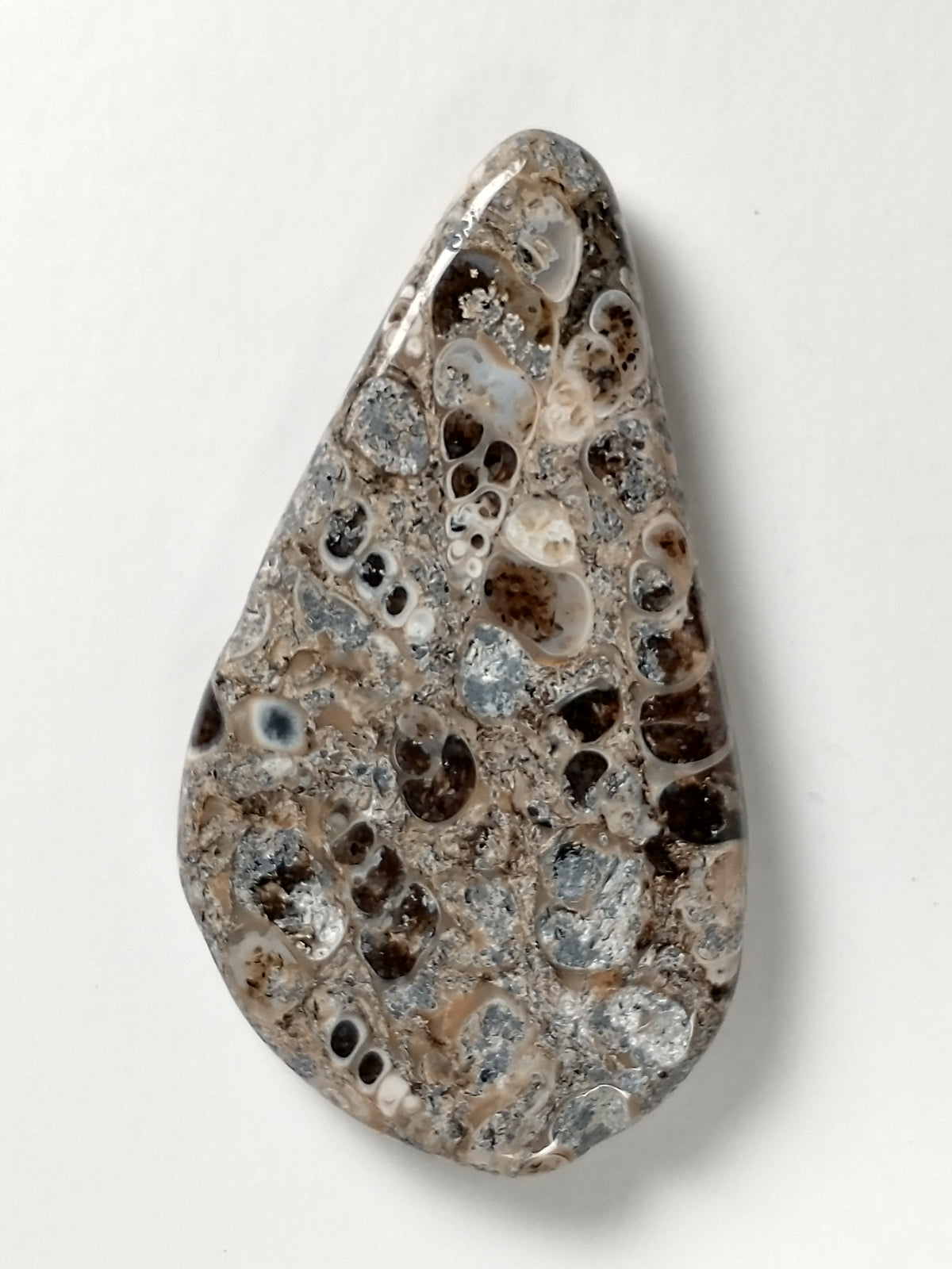 Turritella Agate Fossil Cabochon Large