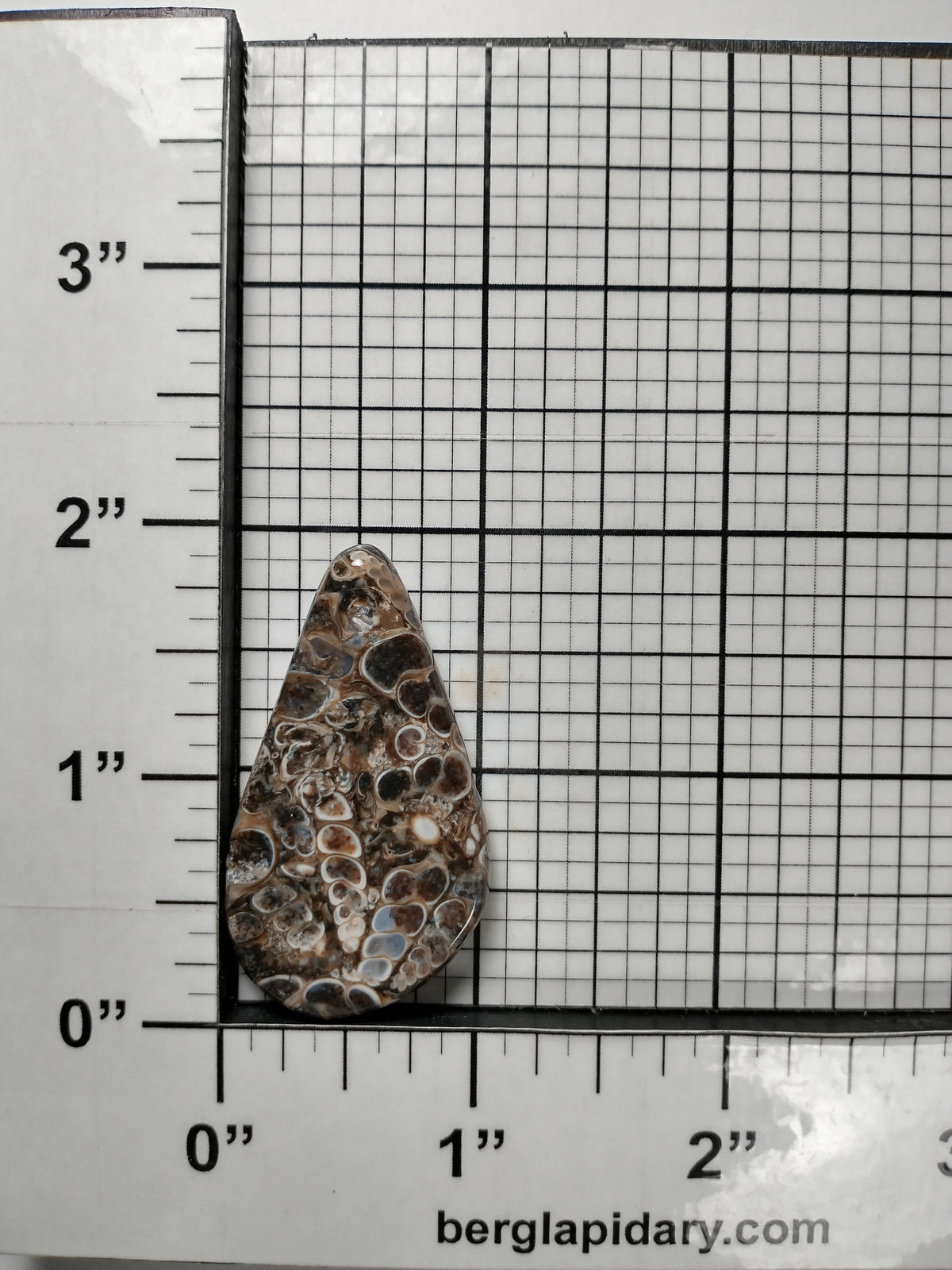 Turritella Agate Fossil Cabochon Large