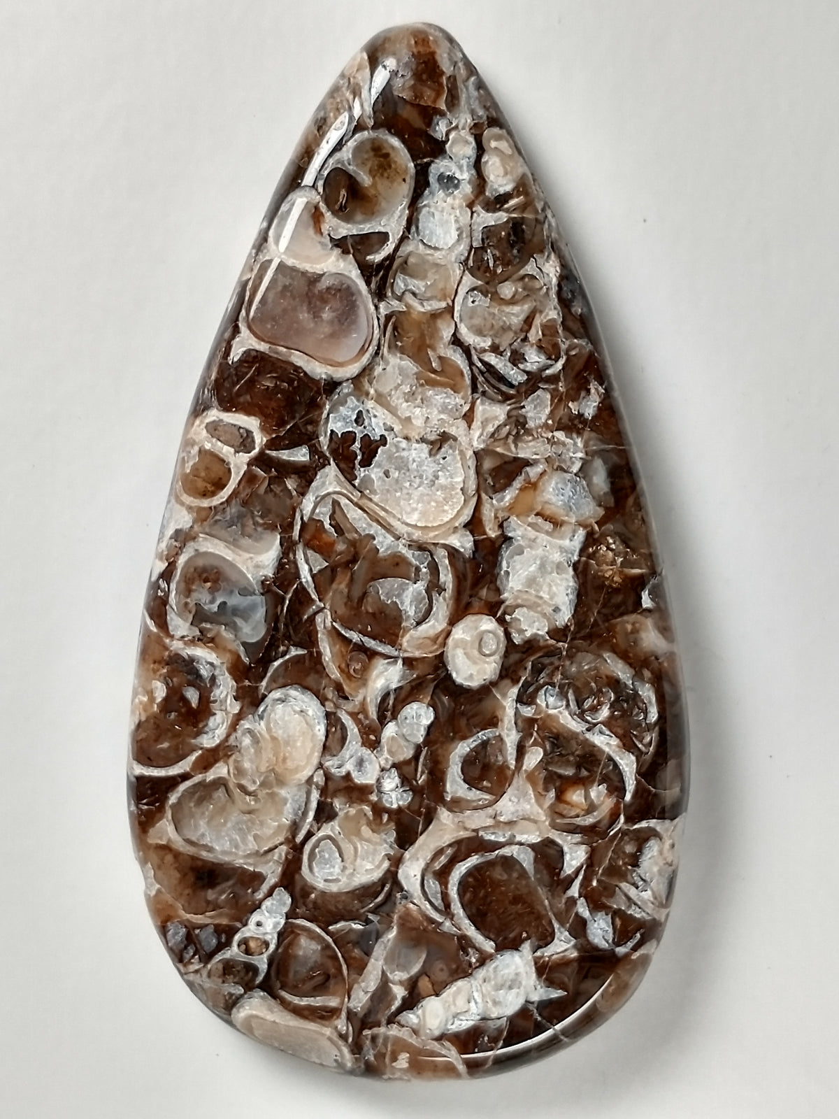 Turritella Agate Fossil Cabochon Large