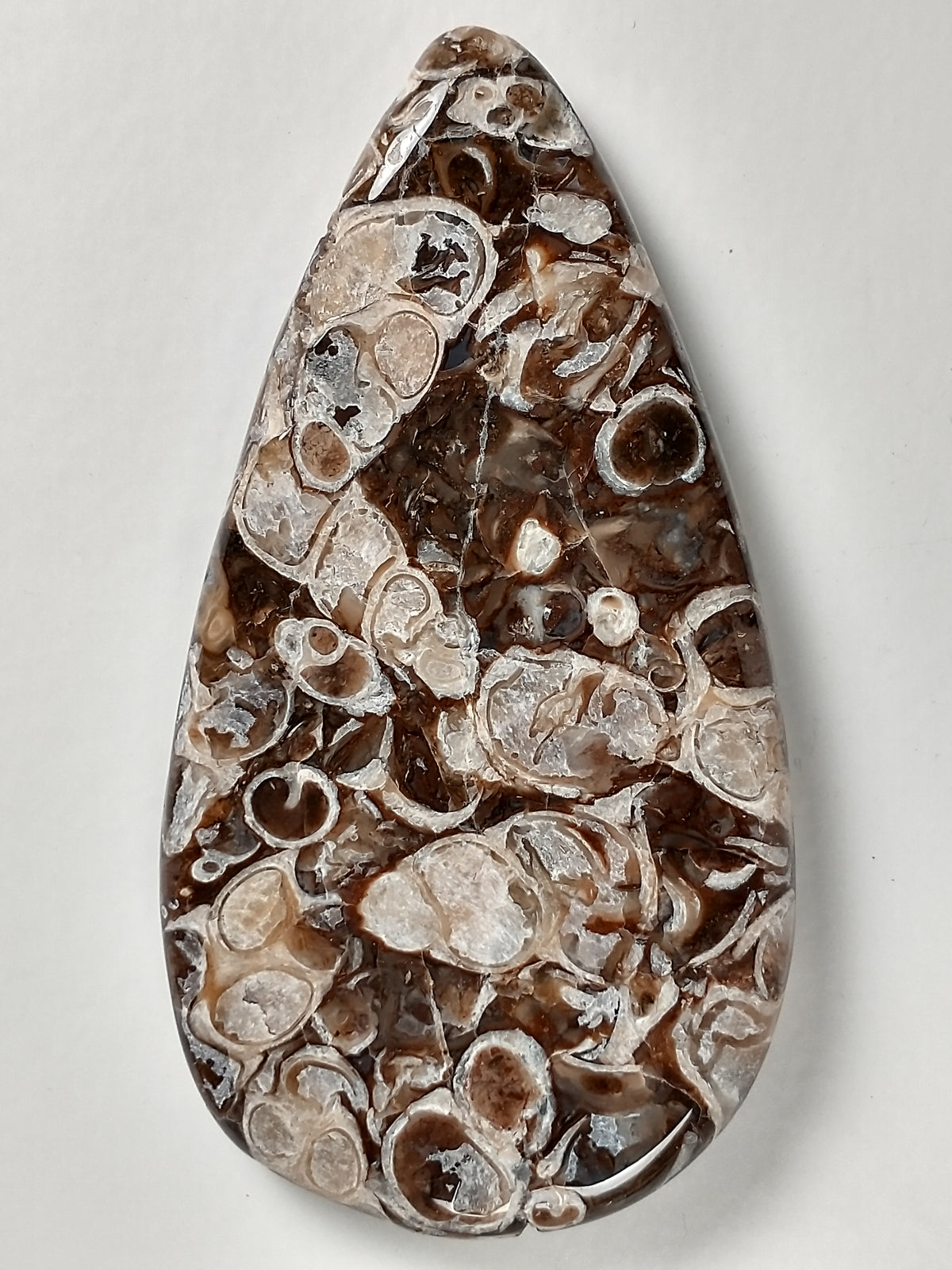 Turritella Agate Fossil Cabochon Large