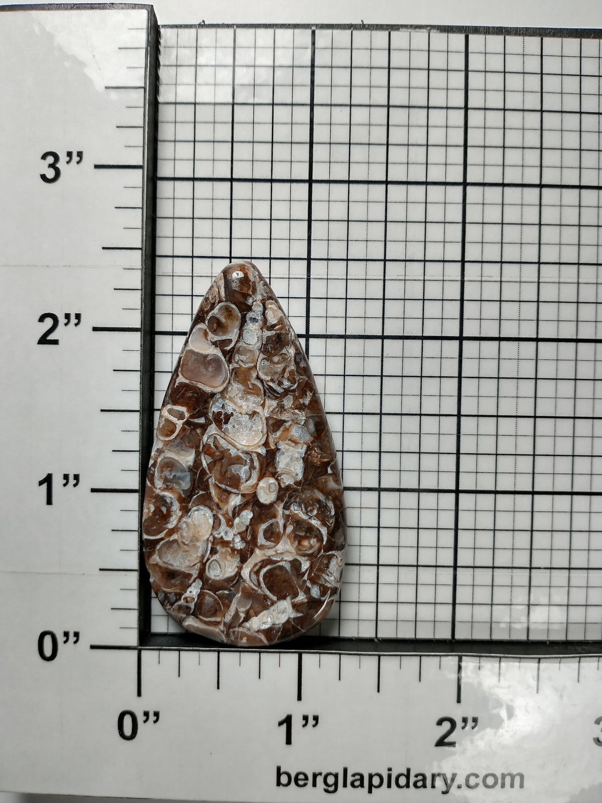 Turritella Agate Fossil Cabochon Large