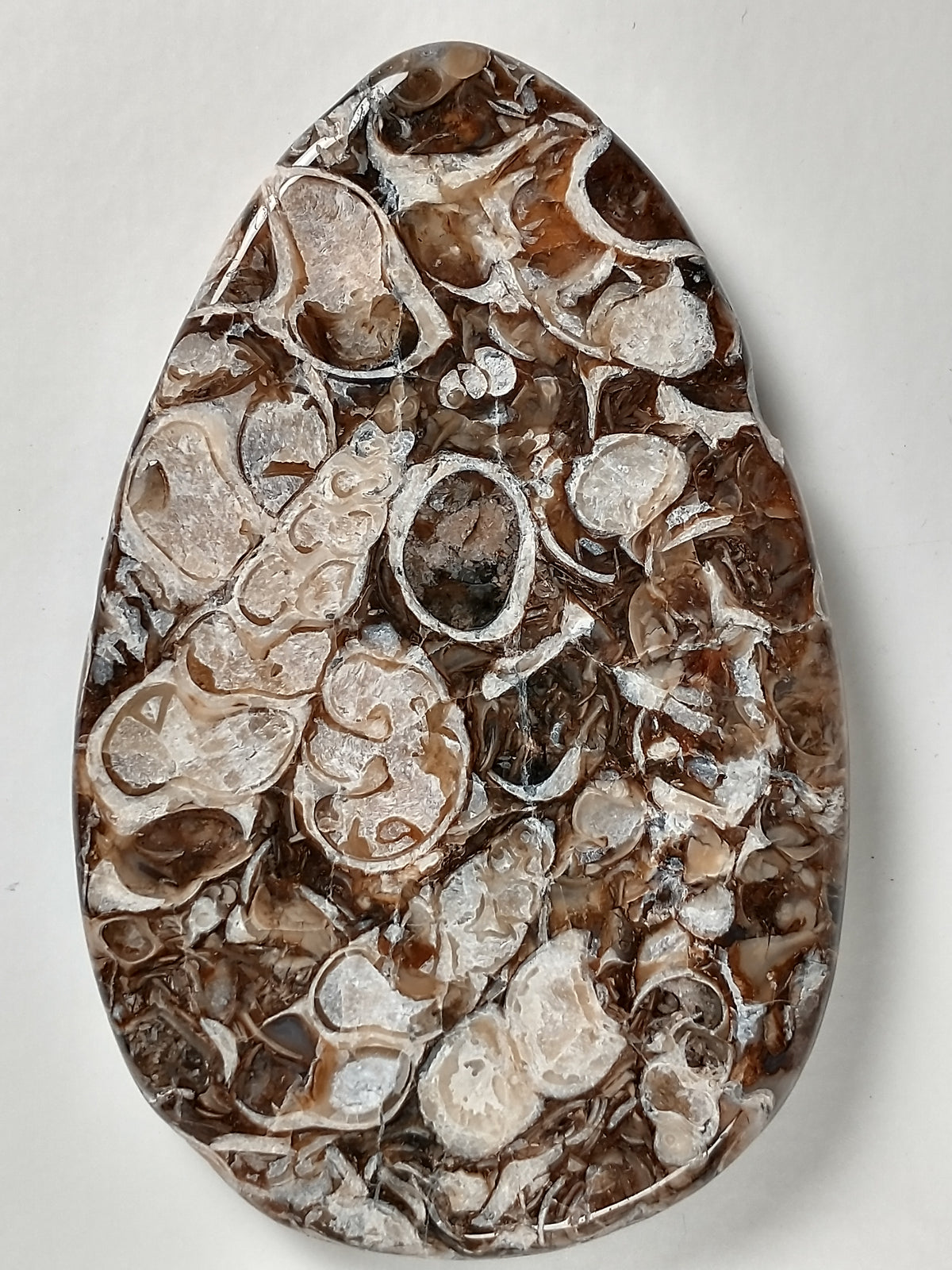 Turritella Agate Fossil Cabochon Large