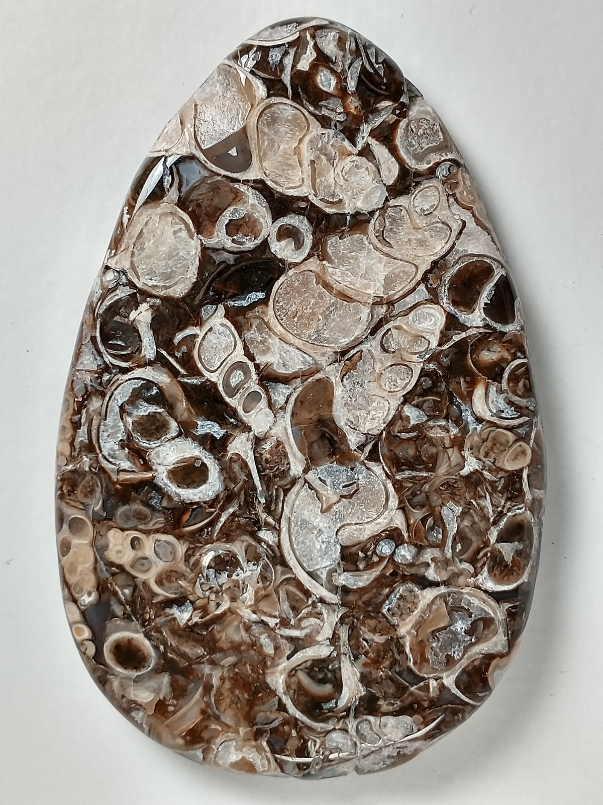 Turritella Agate Fossil Cabochon Large