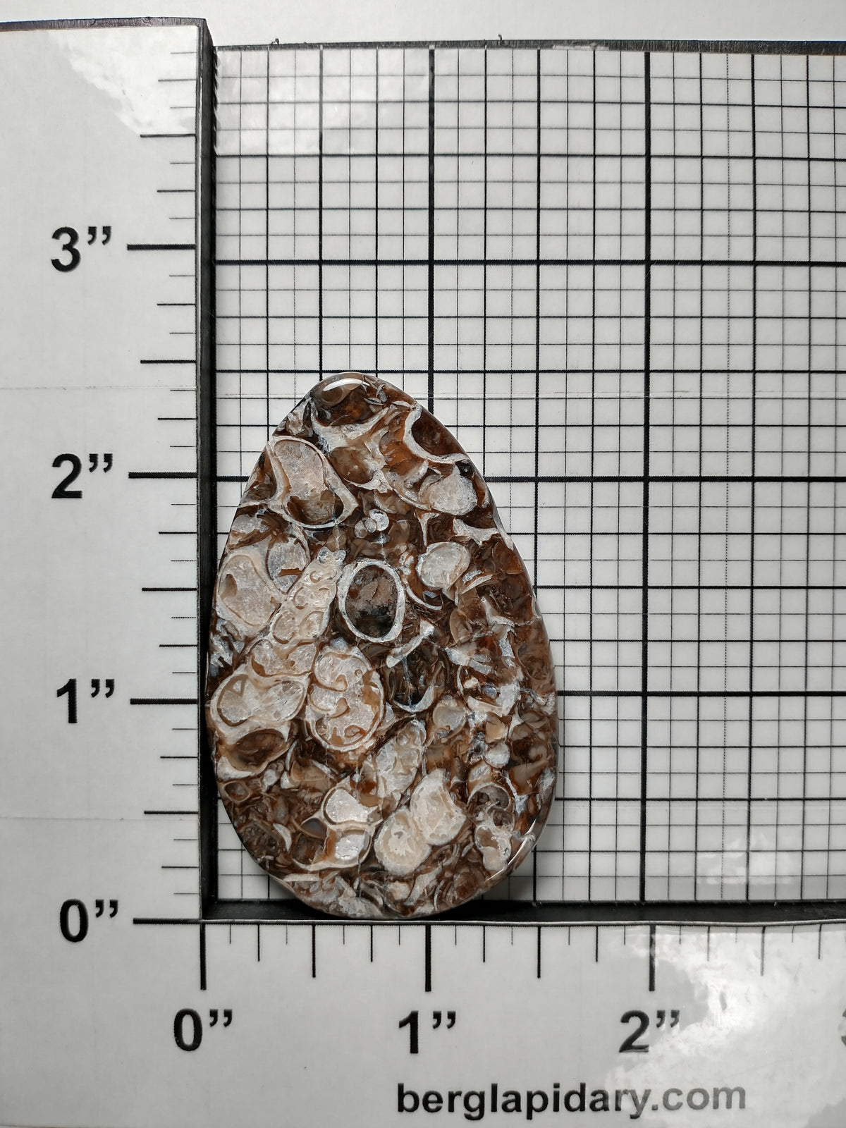 Turritella Agate Fossil Cabochon Large