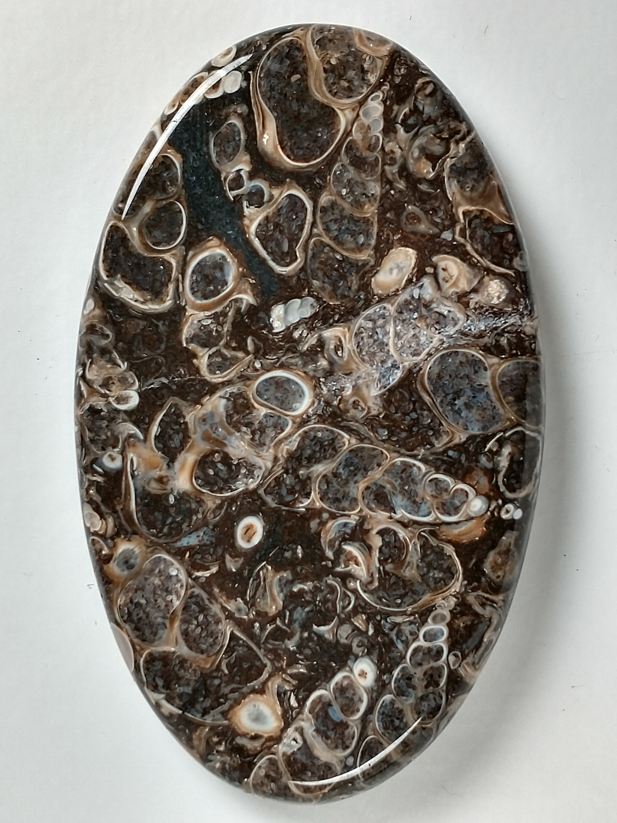 Turritella Agate Fossil Cabochon Large