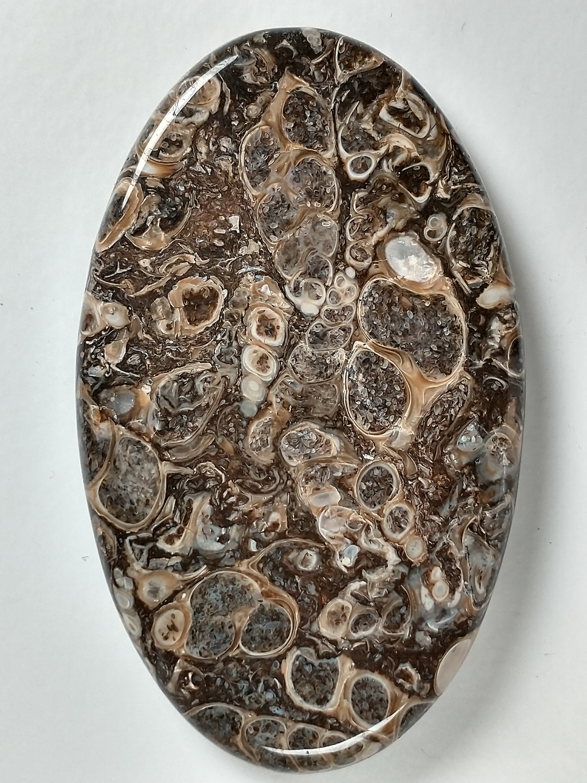 Turritella Agate Fossil Cabochon Large