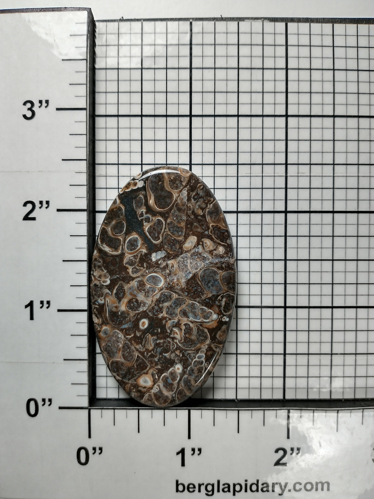 Turritella Agate Fossil Cabochon Large