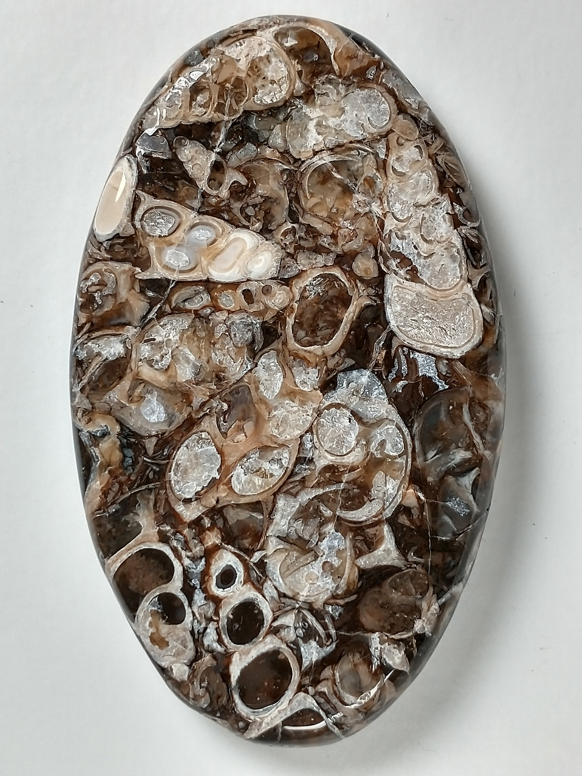Turritella Agate Fossil Cabochon Large