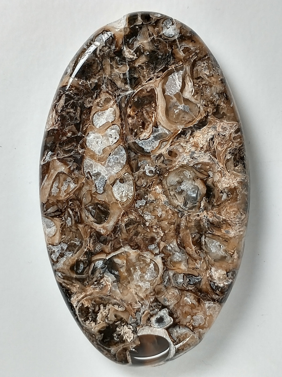 Turritella Agate Fossil Cabochon Large