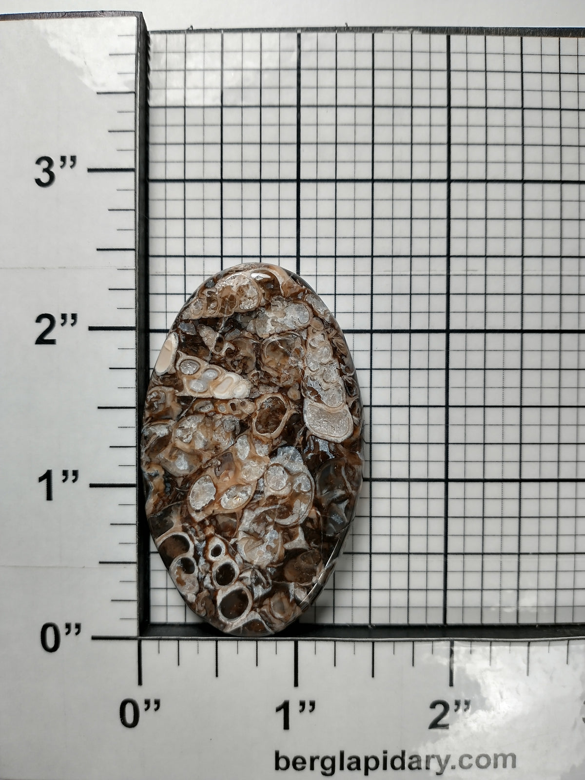 Turritella Agate Fossil Cabochon Large