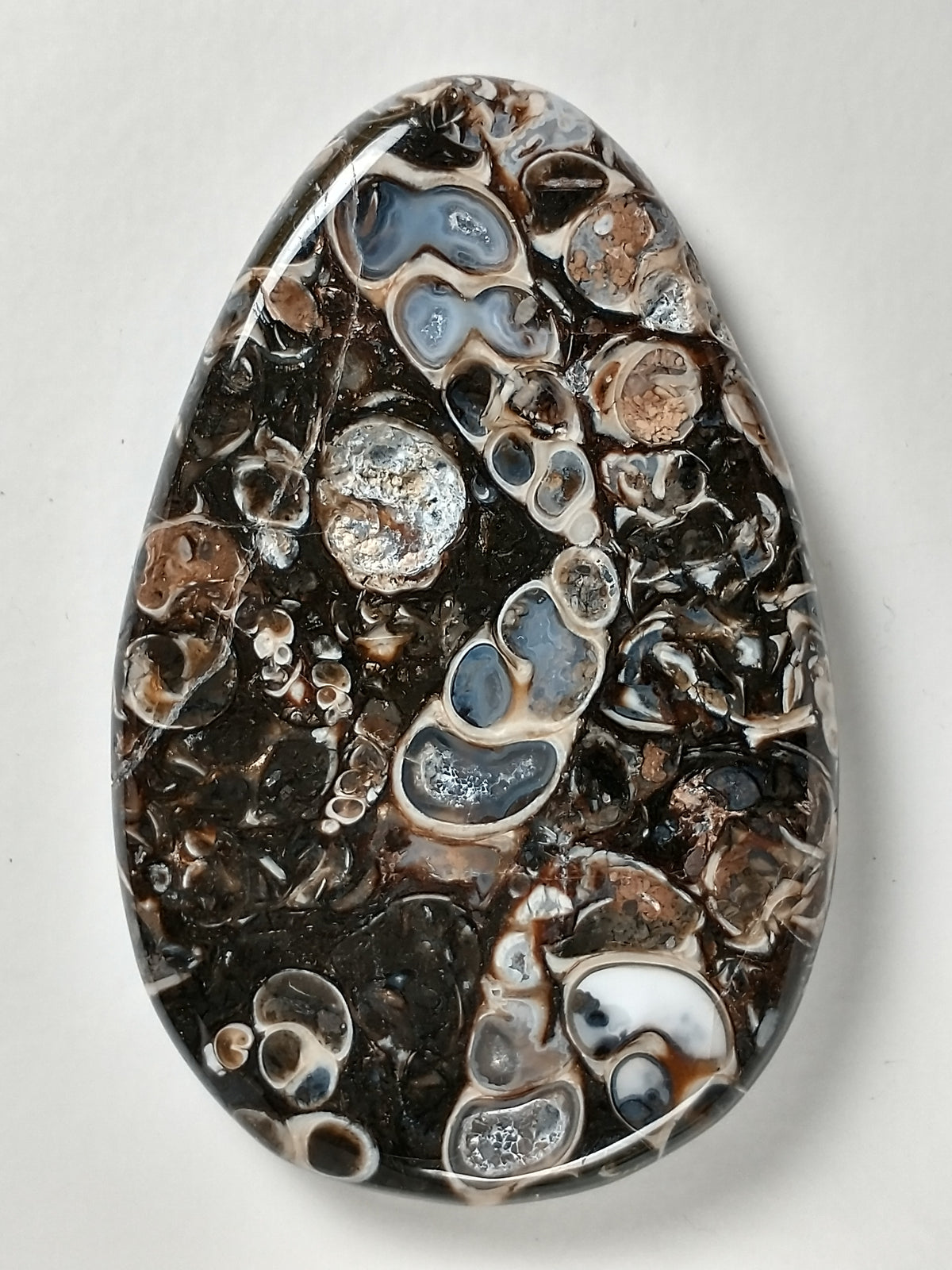 Turritella Agate Fossil Cabochon Large