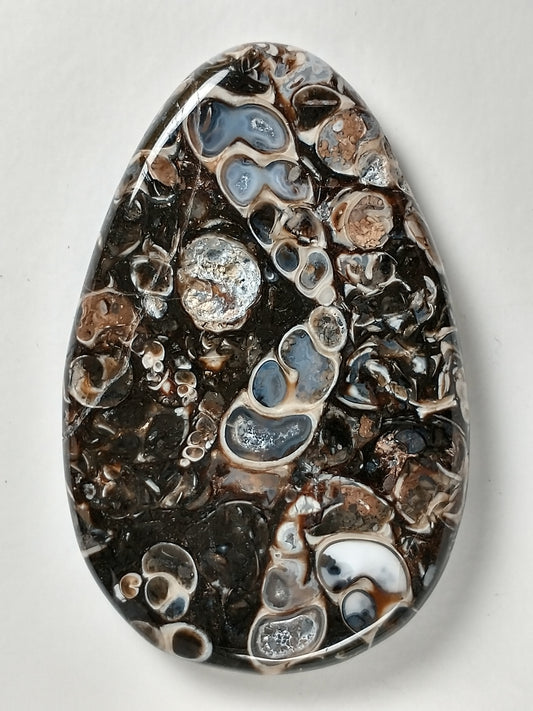 Turritella Agate Fossil Cabochon Large