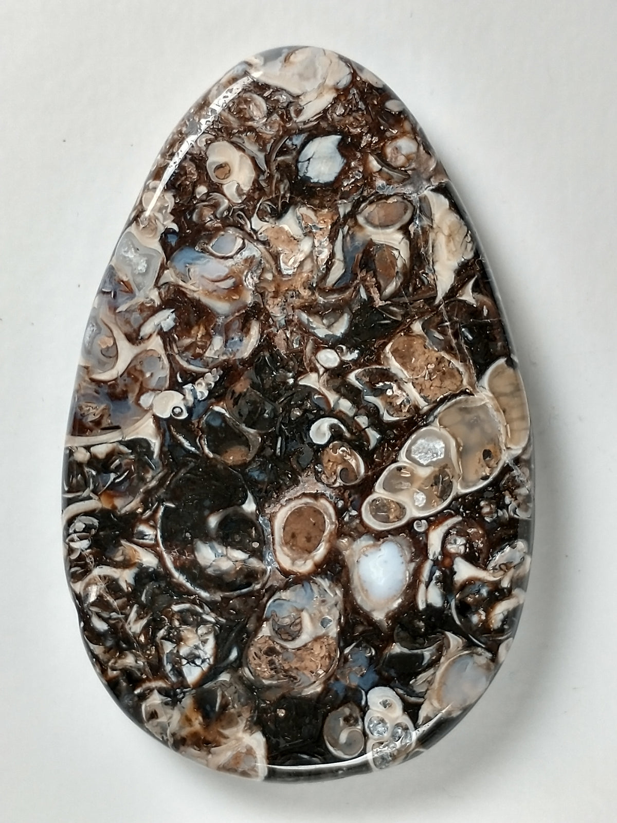 Turritella Agate Fossil Cabochon Large