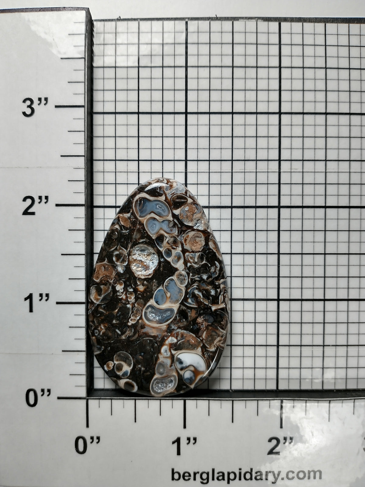 Turritella Agate Fossil Cabochon Large