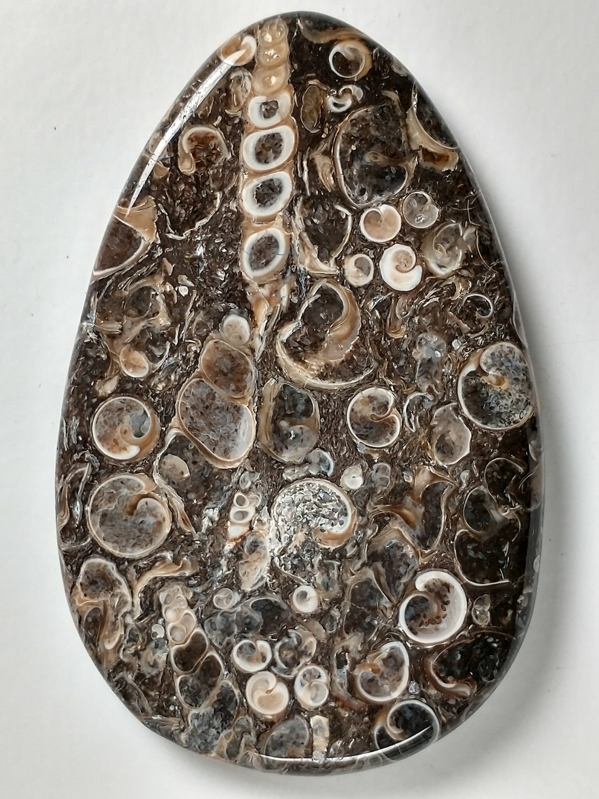 Turritella Agate Fossil Cabochon Large