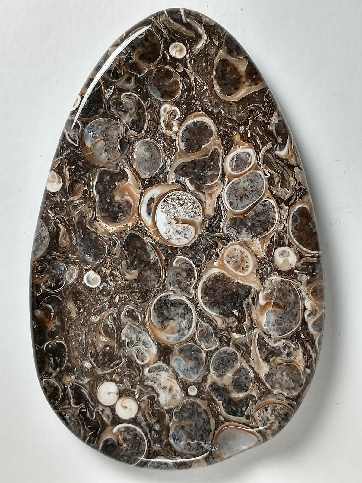 Turritella Agate Fossil Cabochon Large