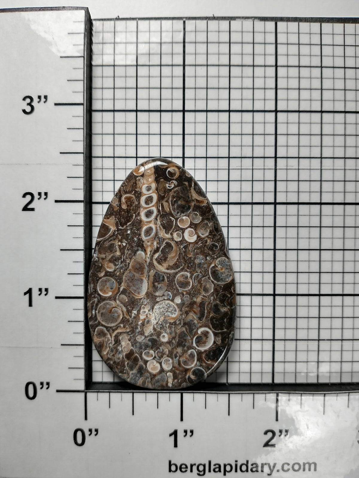 Turritella Agate Fossil Cabochon Large