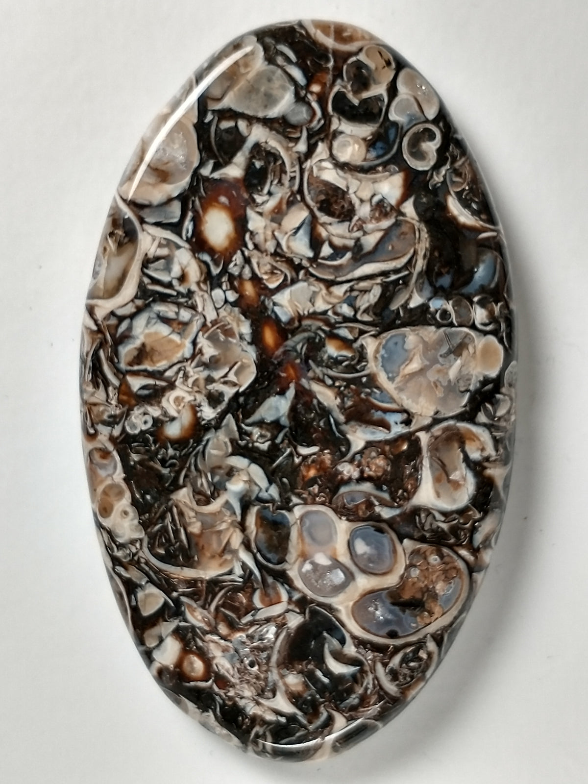 Turritella Agate Fossil Cabochon Large