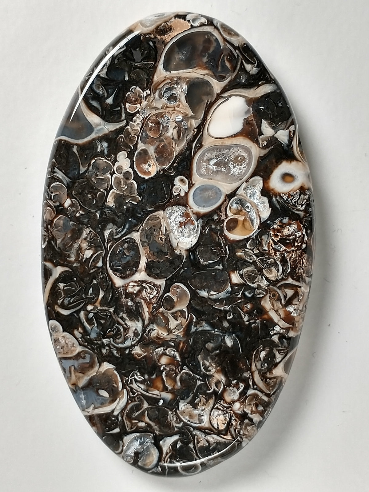 Turritella Agate Fossil Cabochon Large