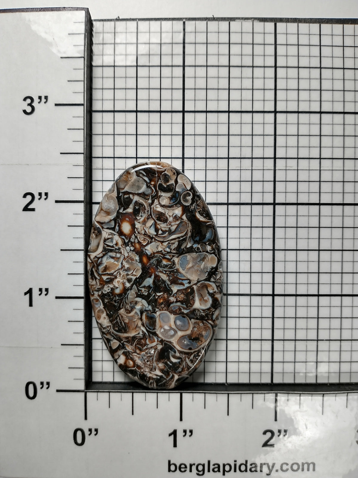 Turritella Agate Fossil Cabochon Large