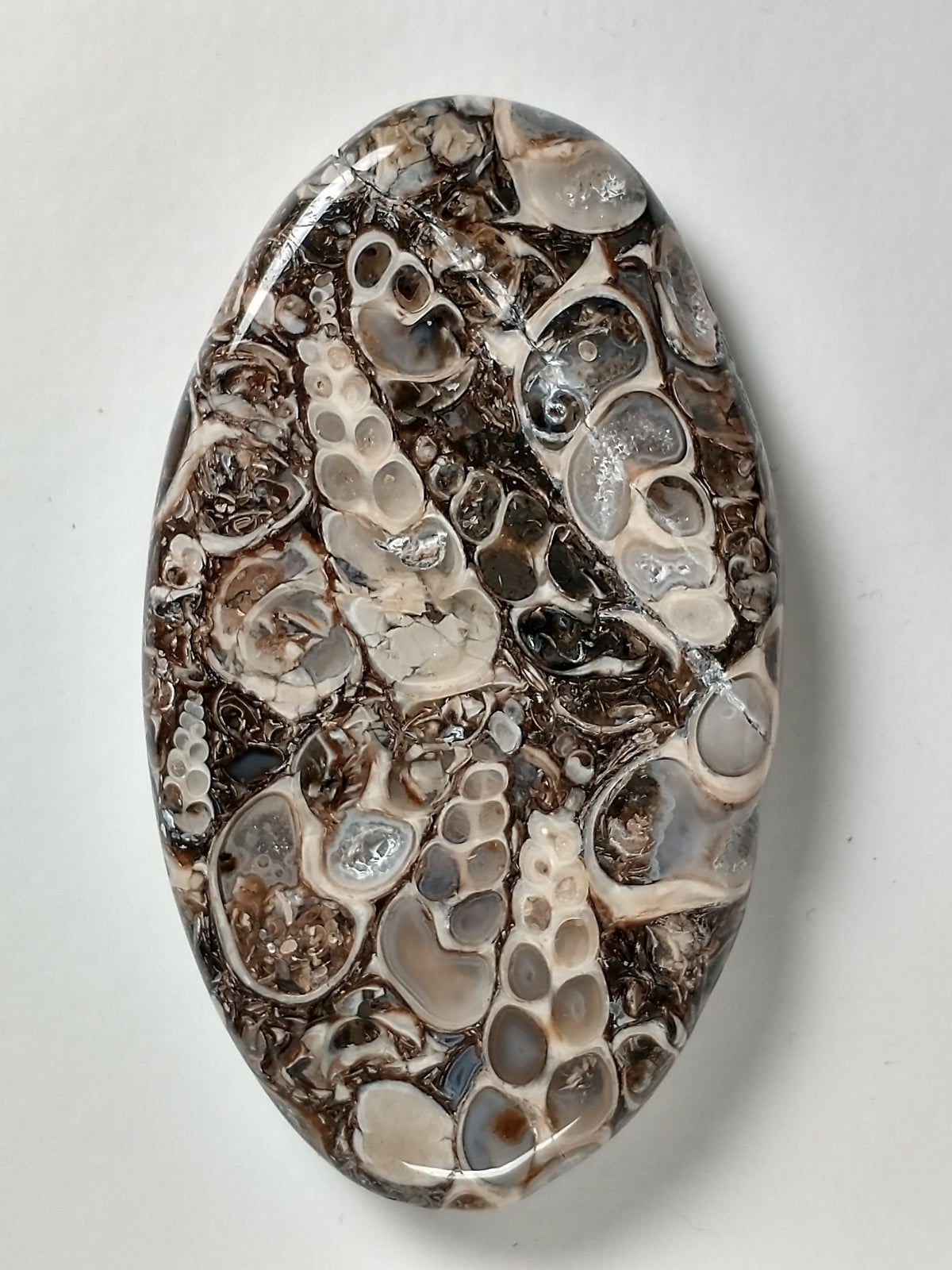Turritella Agate Fossil Cabochon Large