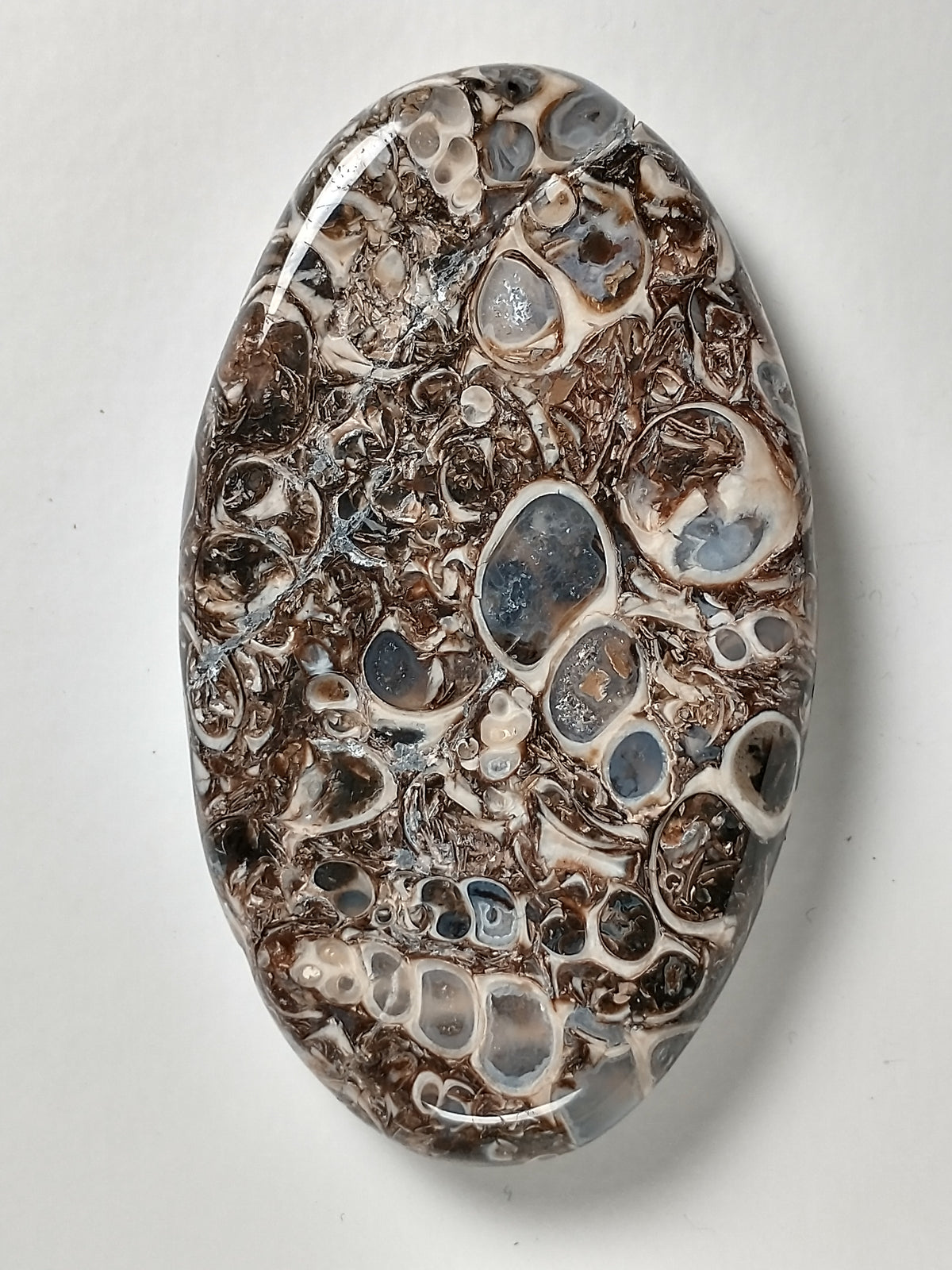 Turritella Agate Fossil Cabochon Large