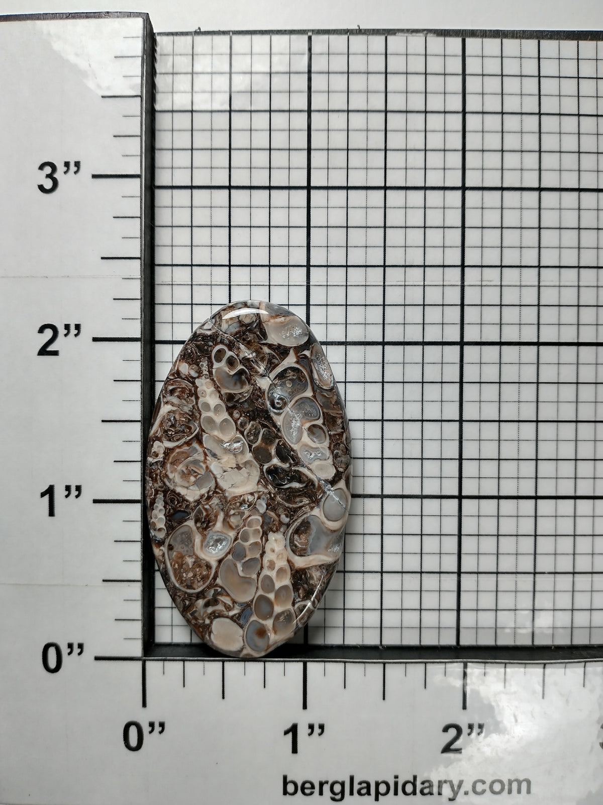 Turritella Agate Fossil Cabochon Large