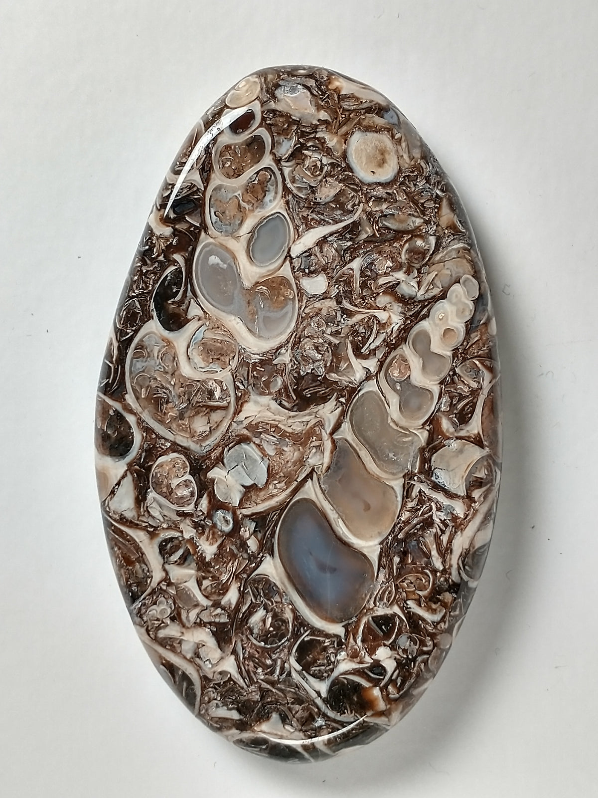 Turritella Agate Fossil Cabochon Large