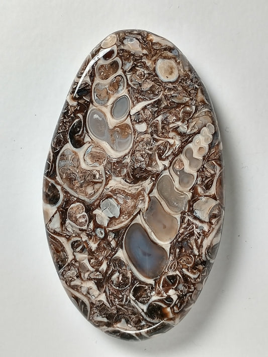 Turritella Agate Fossil Cabochon Large