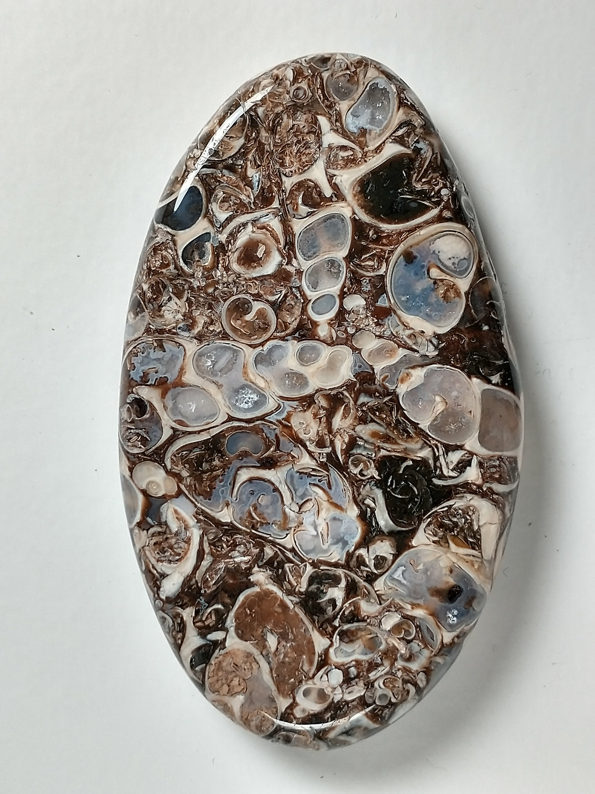 Turritella Agate Fossil Cabochon Large
