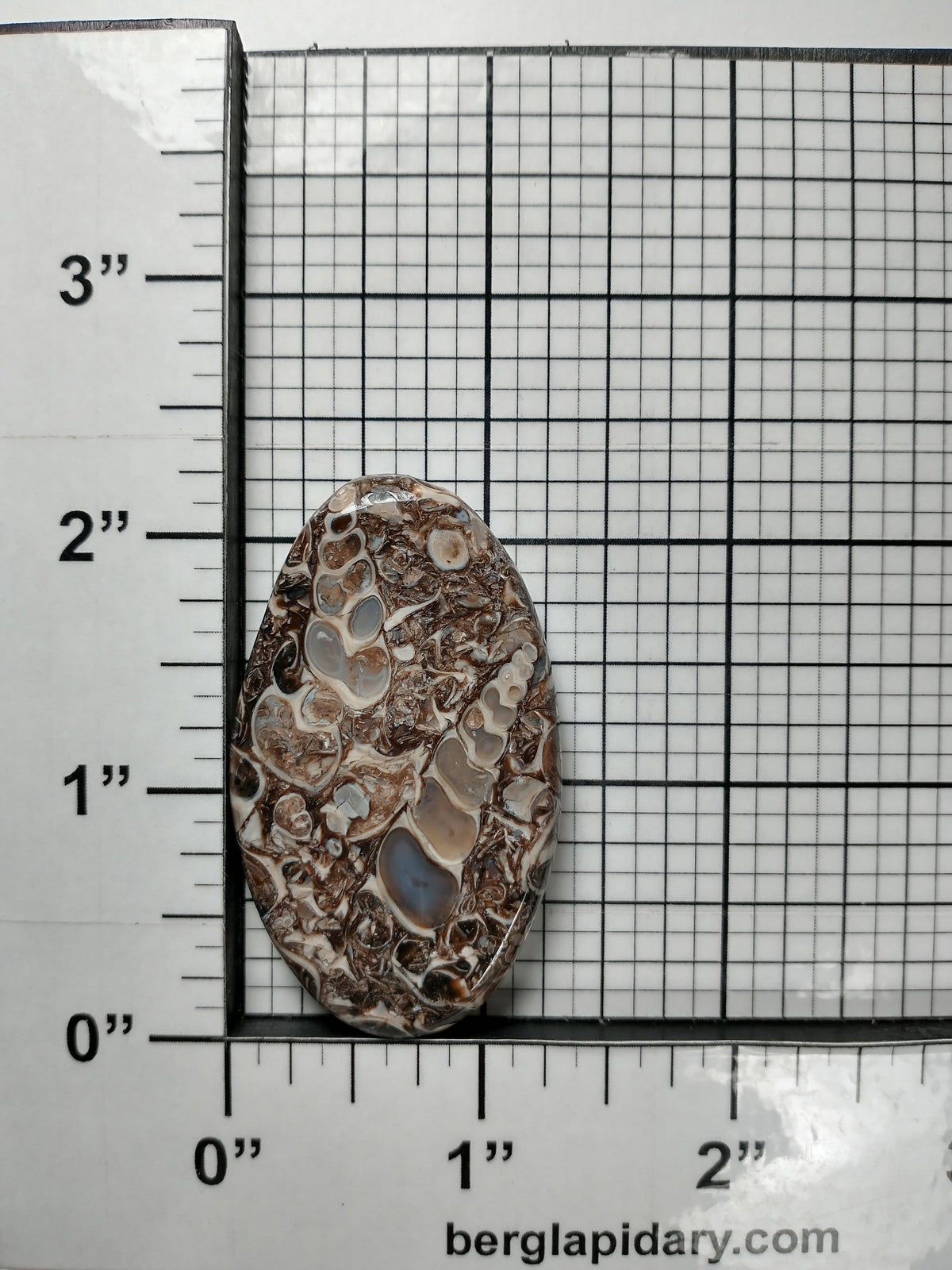Turritella Agate Fossil Cabochon Large