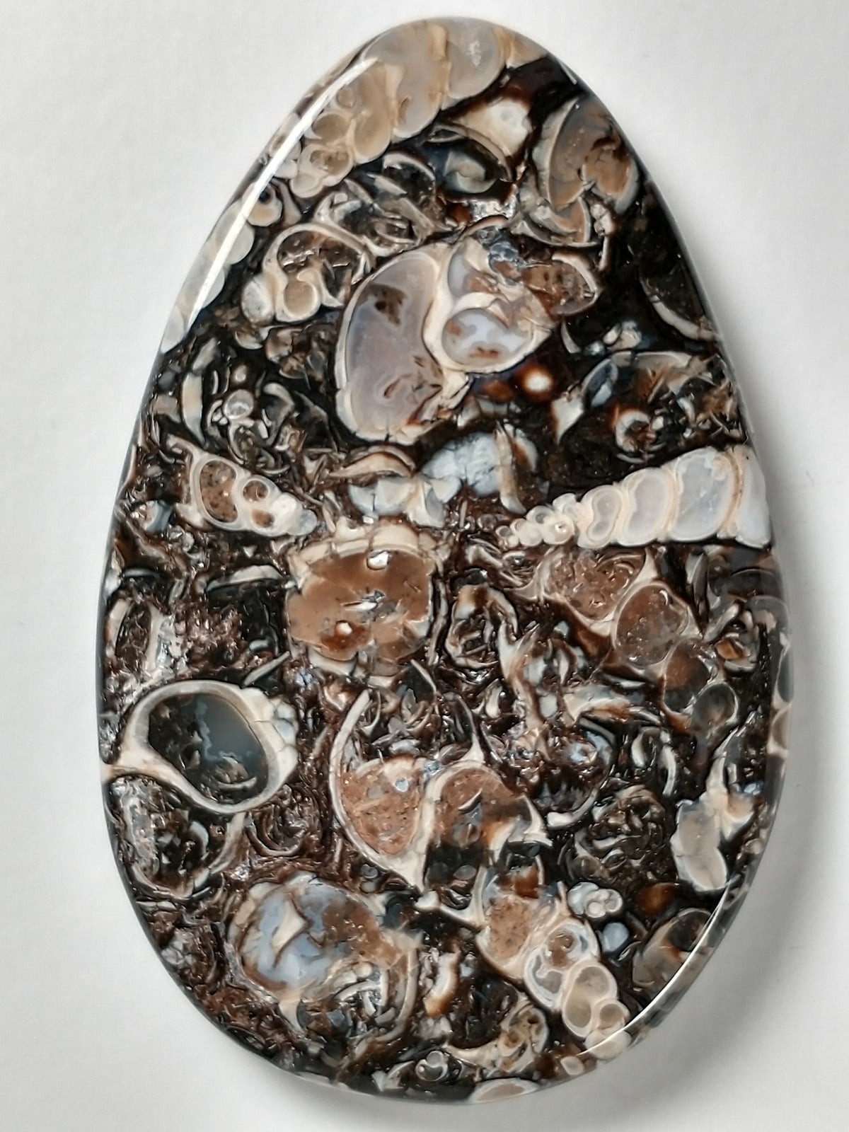 Turritella Agate Fossil Cabochon Large