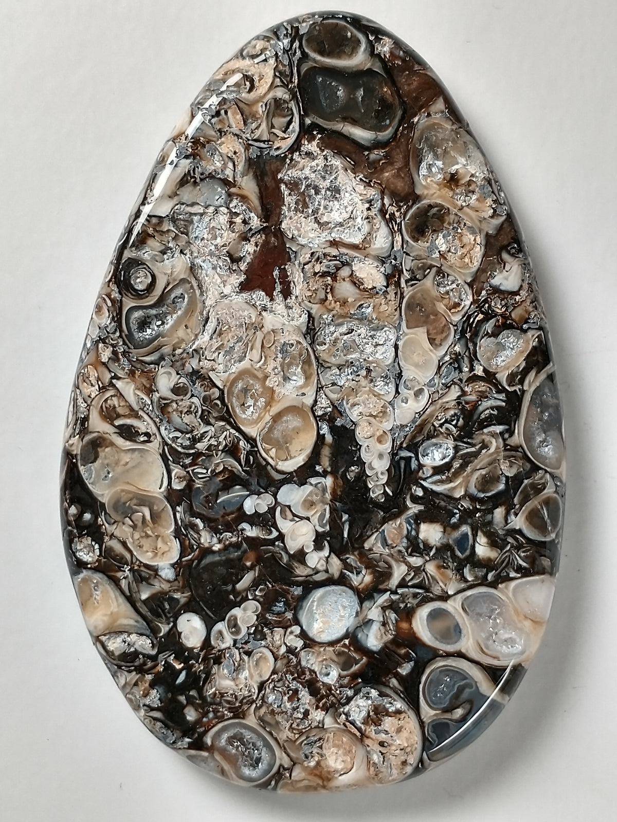 Turritella Agate Fossil Cabochon Large