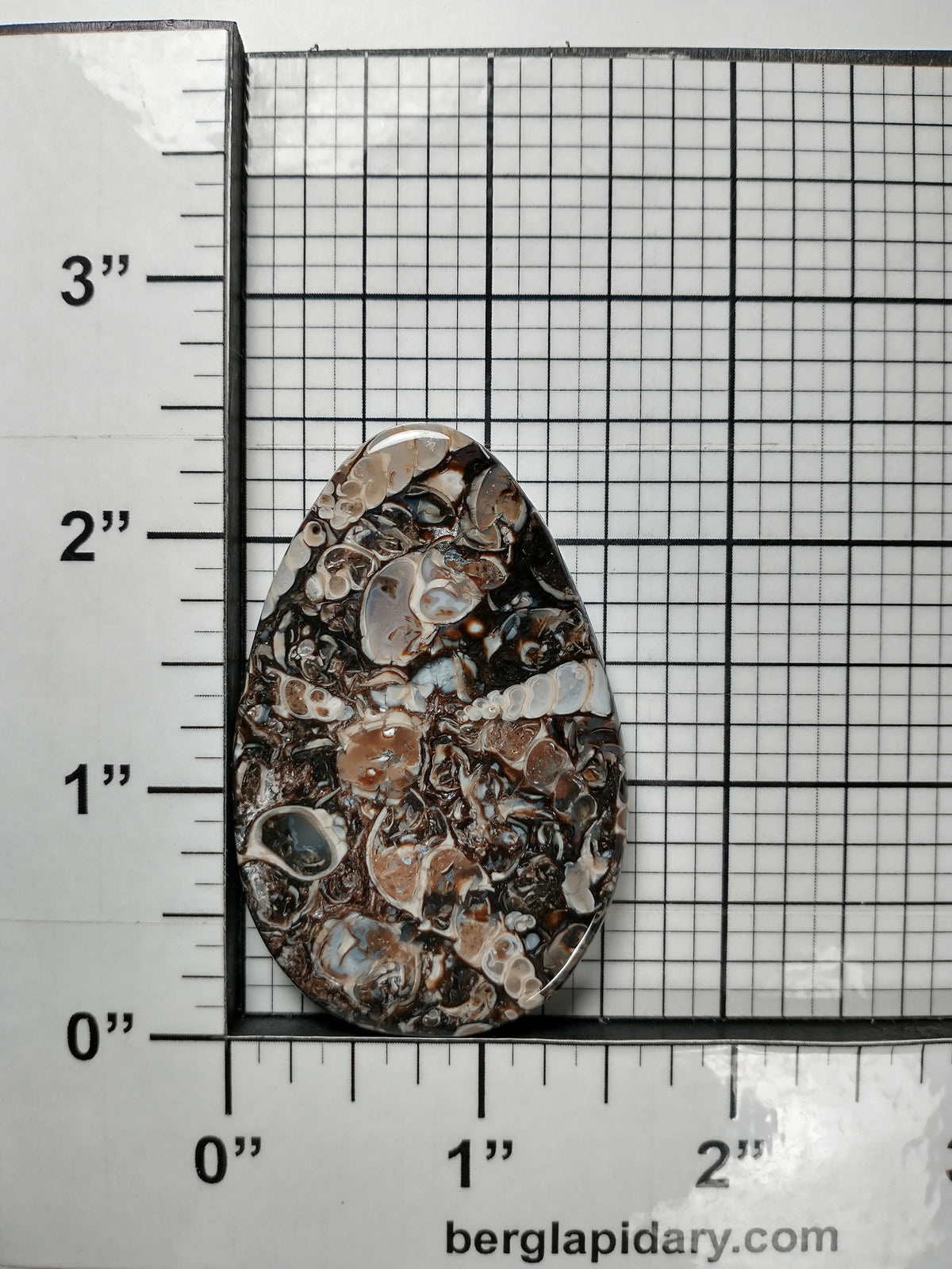 Turritella Agate Fossil Cabochon Large