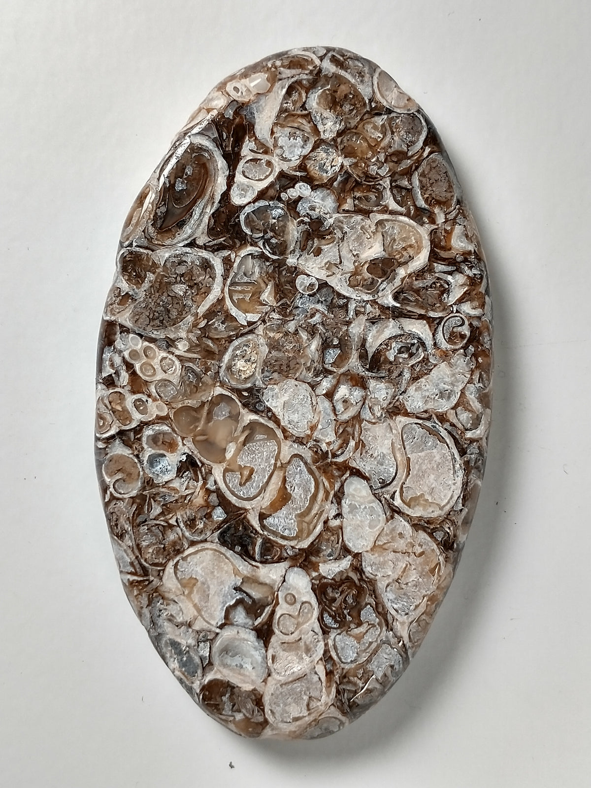 Turritella Agate Fossil Cabochon X Large