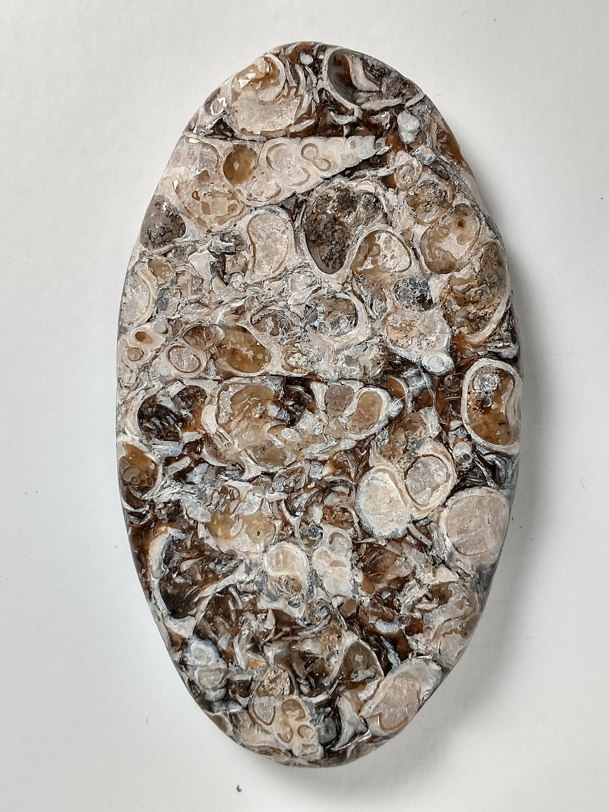 Turritella Agate Fossil Cabochon X Large