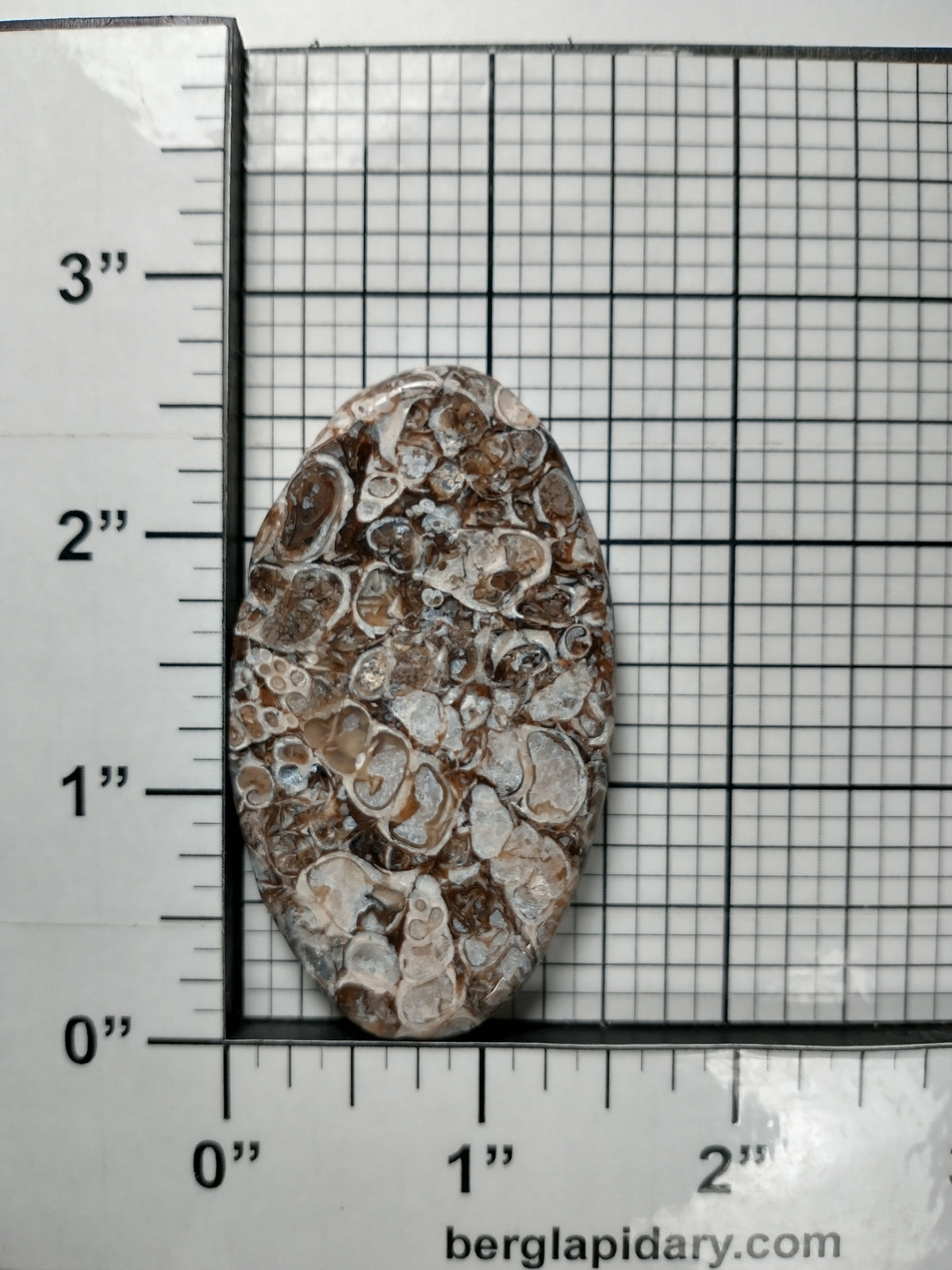 Turritella Agate Fossil Cabochon X Large