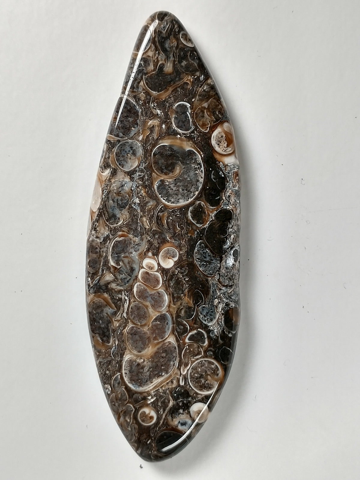 Turritella Agate Fossil Cabochon X Large